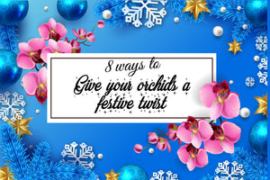 8 Ways to Give your Orchids a Festive Twist