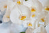 orchids-plants-flower