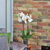 White London Phalaenopsis Orchid