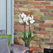 White London Phalaenopsis Orchid