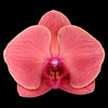 Red Asian Phalaenopsis Orchid