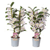 Orchid Dendrobium Nobile Pink Pandora