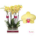 Yellow Miraflore Phalaenopsis Orchid