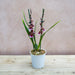Cambria Barrocco Red 2 Stems