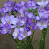 Lilac Freesia