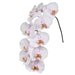 Alpha Phalaenopsis 10-14 ( 4 Stems Box)