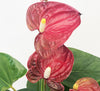 Anthurium Red With Ceramic Pot