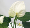 Anthurium White With Ceramic Pot