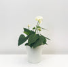 Anthurium White With Ceramic Pot