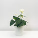Anthurium White With Ceramic Pot