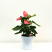 Anthurium Pink With Ceramic Pot