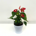 Anthurium Red With Ceramic Pot