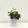 Anthurium White With Ceramic Pot
