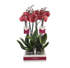 Red Asian Phalaenopsis Orchid