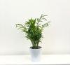 Chamaedorea Elegans Palm-Plant P12 H35cm