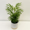 Chamaedorea Elegans Palm-Plant P12 H35cm