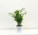 Chamaedorea Elegans Palm-Plant P12 H35cm