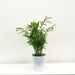 Chamaedorea Elegans Palm-Plant P12 H35cm
