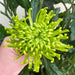 10 Anastasia Chrysanths Green