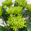 10 Anastasia Chrysanths Green