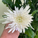 10 Anastasia White Chrysanths