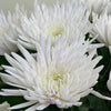 10 Anastasia White Chrysanths