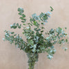 Eucalyptus Cinerea 70+cm