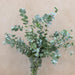 Eucalyptus Cinerea 70+cm