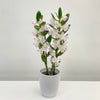 Orchid Dendrobium Nobile Pink Pandora