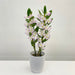 Orchid Dendrobium Nobile Pink Pandora
