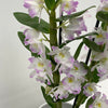 Orchid Dendrobium Nobile Pink Pandora