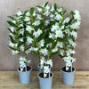 Dendrobium Nobile White Orchid