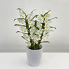 Dendrobium Nobile White Orchid