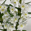 Dendrobium Nobile White Orchid