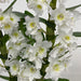 Dendrobium Nobile White Orchid