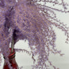 Df Miscanthus 70cm Milka