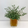 Pot Mustard D20H23cm