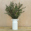 Eucalyptus Parvifolia