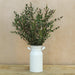 Eucalyptus Parvifolia