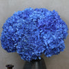 10 Blue Hydrangea