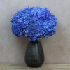 10 Blue Hydrangea