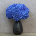 10 Blue Hydrangea