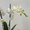 Phalaenopsis 2St Branched White