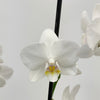 Phalaenopsis 2St Branched White