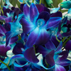 Galaxy Dendrobium Orchids - Blue