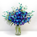 Galaxy Dendrobium Orchids - Blue