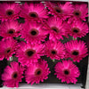15 Gerbera Diamond