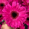 15 Gerbera Diamond