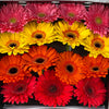 15 Gerbera Mix