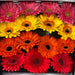 15 Gerbera Mix